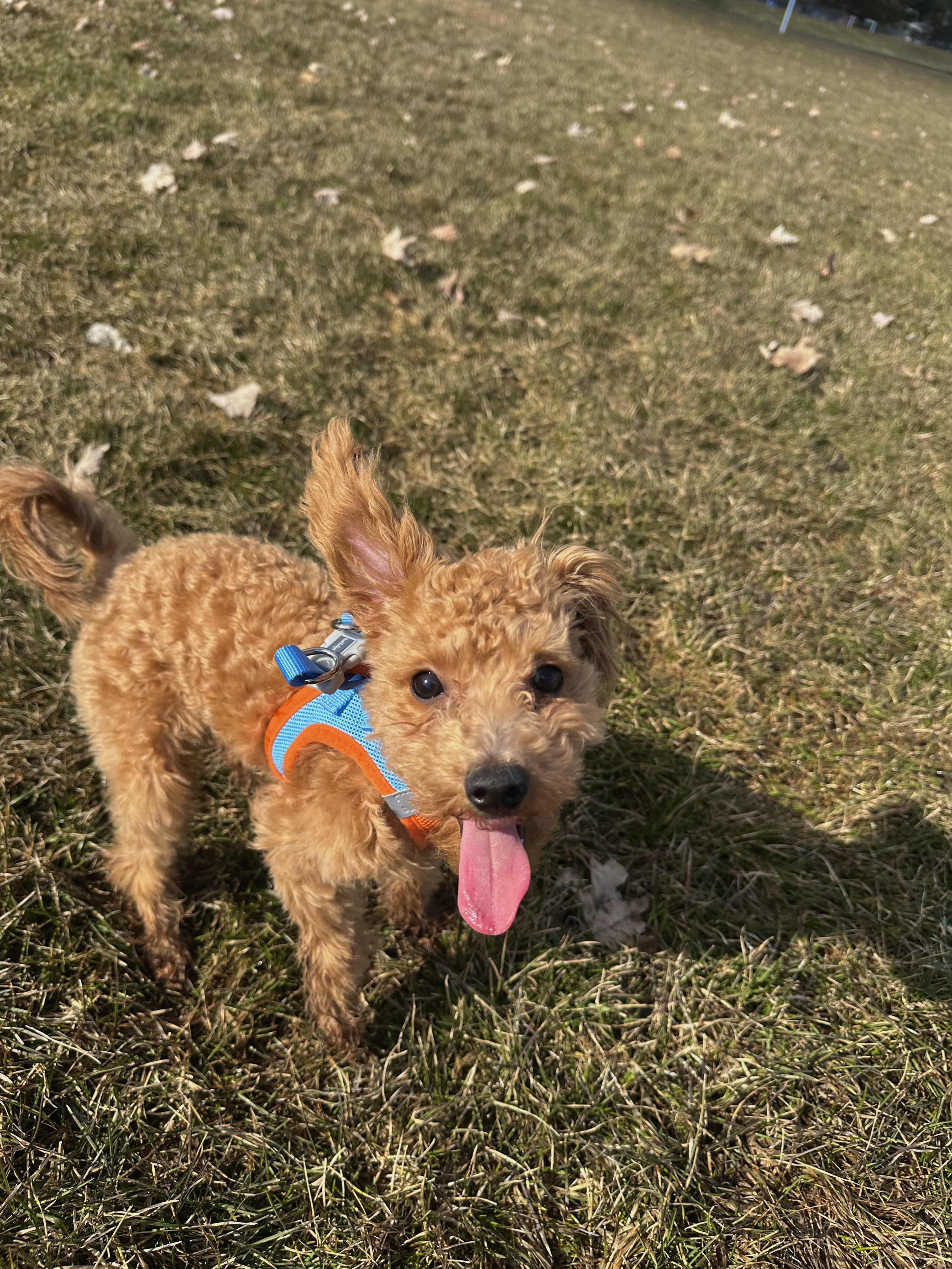 Picture of cute light brown toy poodle puppy with its tongue out
